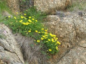 Birds-foot trefoil, Skaw Unst